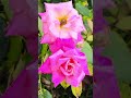 Colourful roses in Canada 🇨🇦 | 15 colours rose 🌹 in my garden 🪴 |#viral @toysandcolors