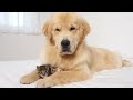 Kittens Goes From Curious To Loving Golden Retriever 100 Times Bigger Than Himself