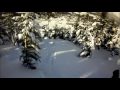Alyeska - Max's Trees - Girdwood Alaska - Chugach