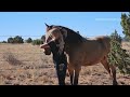 Larry, the mustang (Episode 1) When Horses Choose in New Mexico USA