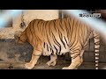 চিড়িয়াখানায় বাঘ-সিংহকে যেভাবে খাবার দেয়া হয় | Feeding Lion & Tiger | Bangladesh National Zoo