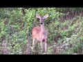 A Curious Deer during a morning feed.