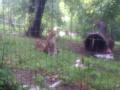 Cheetas at the Omaha Henry Doorly zoo