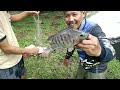 mancing ikan nilia/tilapia/mujaer tercepat dapat strike || pancing jaring || jala ikan,  jaring ikan