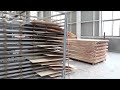 Harvesting Millions Of Tons Of TREES To Produce PLYWOOD: Entire Process Revealed