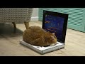 Laptop for a cat