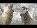 Baby Penguin Tries To Make Friends | Snow Chick: A Penguin's Tale | BBC Earth