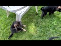 German Shepherd Puppies