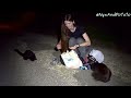 Hungry Stray Cats May Bite the Hand That Feeds - Feeding Stray Cats