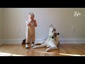 FUNNIEST Husky Compilation Video 😍 30 Minutes 🦴
