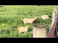 Grazing Goats