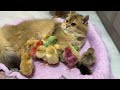 When the hen bullied the cat, a group of chicks bit the hen.The funniest animals in the world!cute