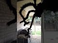my halloween giant spider