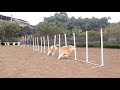 Border collie team training