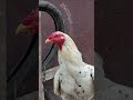 Chickens of Barra #cock #chickens #cheep