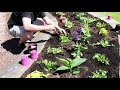 Planting a Full Sun Annual Garden 🌞 || West Coast Gardens