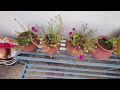 Beautiful summer flower and low care flower plant