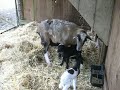 Sheep with newborn twin lambs