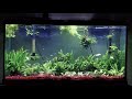 60 Gallon Guppy fish tank | Relaxing video