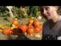 Making a Backyard Pumpkin Patch - DIY