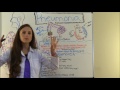 Pneumonia Symptoms, Pathophysiology, Nursing | Respiratory Disorders NCLEX Lecture Part 1