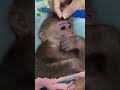 Mommy best take care on baby monkey Icy,