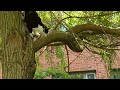 20240509 134827 cat comes down tree