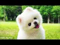 dog Music to calm them, Relaxing Music for Dogs, Separation Anxiety Music for dogs