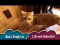 Exploring a Japanese Cat Cafe: Cute Cats Everywhere!
