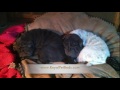 Second Short Royal Pet Bed promo video