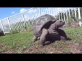 Pet Aldabra tortoise Godzilla