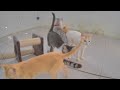 😸 Funny actions of cats 😆 Funniest Animals 😘😹