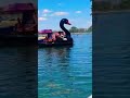 Boating in a lake #Waneka lake # pedal boating #summer #picnic fun#colorado