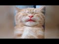 CLASSIC Dog and Cat Videos 🐶 😹 1 HOURS of FUNNY Clips