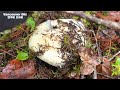 Autumn Edible Mushrooms in Vancouver BC Canada(Matsutake)