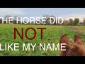 The Horse Did NOT Like My Name