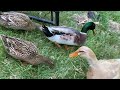 9 seconds of ducks