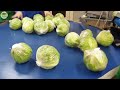 How American Farmers Use Agricultural Technology to Grow and Harvest Cabbage.#22