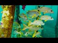 The Ocean 4K (ULTRA HD) - Beautiful Coral Reef Fish - Stress Relief - Nature Sounds, Sleep Music #10