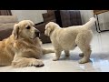 Golden Retriever Reacts to Golden Retriever Puppy