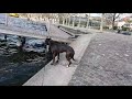 Staffordshire Bullterrier Hündin im Zugersee in Zug