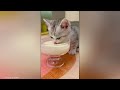 100 Cute Cat Videos...