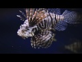 Sony Slog2 Monterey Bay Aquarium