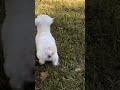 Snowball Can’t Figure Her Out!