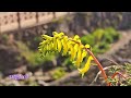 다랭이논이 품고있는 환상적인 노랑물결(Fantastic rape flowers of terraced paddy field)~