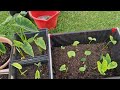 Some updates on today's garden plants and garden conditions | All gourds have rotten | Hobbyist