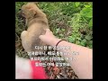 20240603 일상보고 #퇴근길 #풀숲속강아지 #데려오고싶다