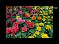 10 summer flowering plants easily grown by its cutting ( Hindi /Urdu)