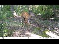 A Doe, its Fawn, and a Coyote