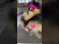 Cute Fluffy Pomeranian Does an 80s Workout | Behind the Scenes